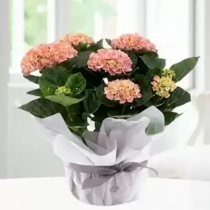 Gift Wrapped Pink Hydrangea Plant (30cm)