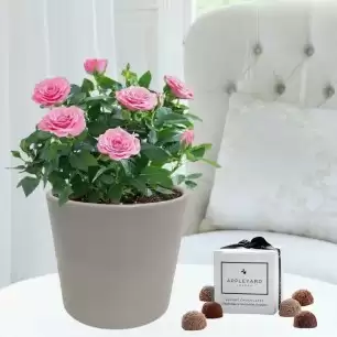 Gift Wrapped Pink Rose Plant, Taupe Ceramic Pot & 6 Mixed Truffles