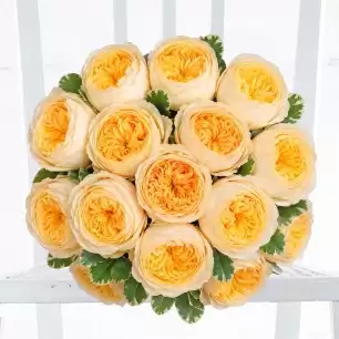 Lemon Garden Roses