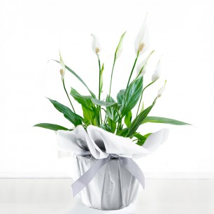 Gift Wrapped Peace Lily Plant