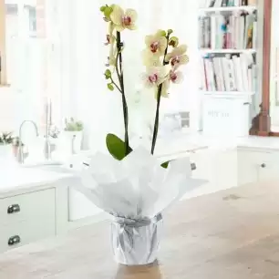 Orchid Subscription (A new Orchid every month, for up to a year) 