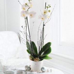 White Orchid in Snowflake Pot
