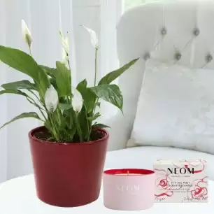 Peace Lily Plant, Mulled Wine Ceramic Pot & NEOM Its All Rosy Travel Candle (75g)
