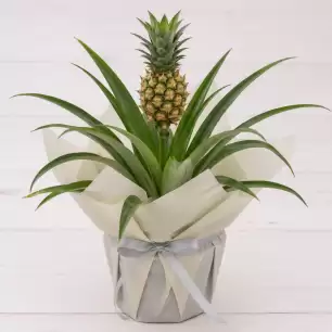Pineapple Plant