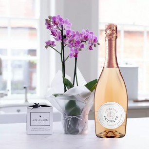 Mini Pink Orchid (20-25cm), Prosecco Rosé & 6 Mixed Truffles
