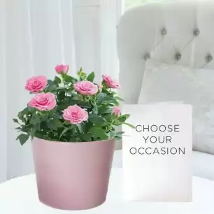Pink Rose Plant, Pink Ceramic Pot & Occasion Card