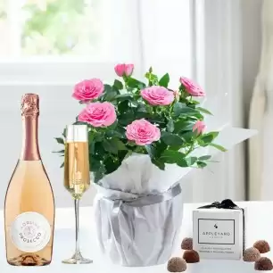 Pink Rose Plant, Prosecco Rosé & 6 Mixed Truffles