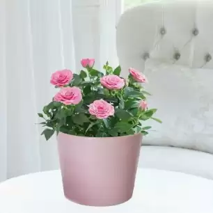 Pink Rose Plant & Rosa Ceramic Pot