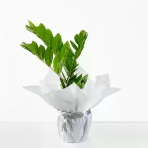 Plant Subscription (A new plant every month, for up to a year)