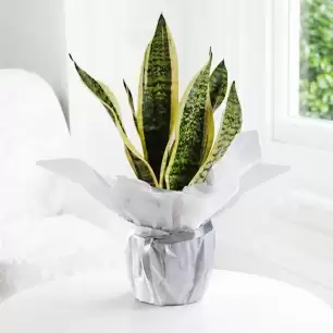 Gift Wrapped Snake Plant
