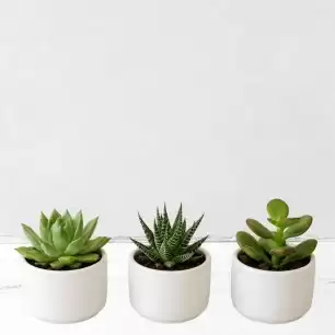 Mini Succulent Trio