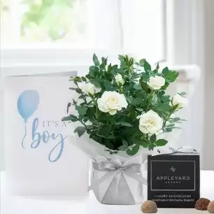 Gift Wrapped White Rose Plant, 12 Truffles & Baby Boy Card